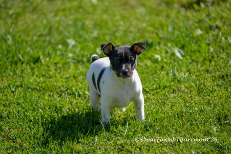 Enlarge photo 396