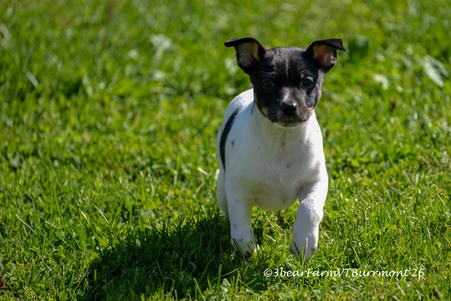 Enlarge photo 394