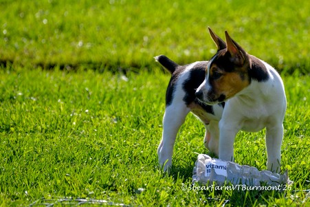 Enlarge photo 288