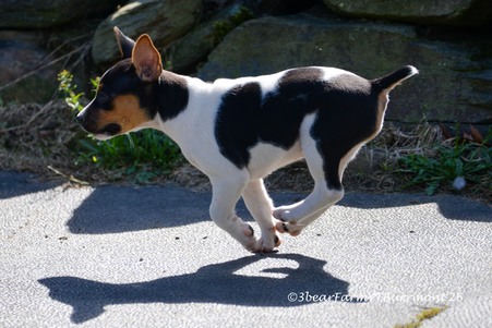 Enlarge photo 265
