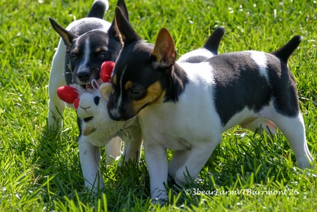 Enlarge photo 243