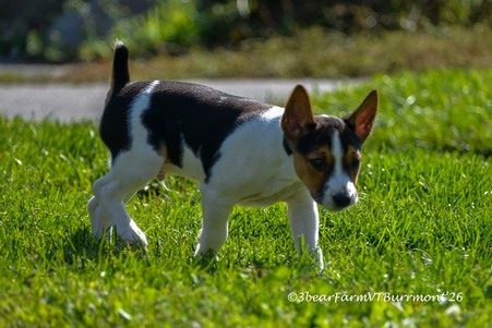 Enlarge photo 211