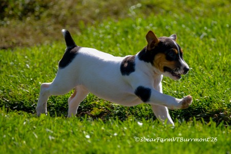 Enlarge photo 175