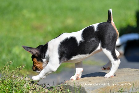 Enlarge photo 127