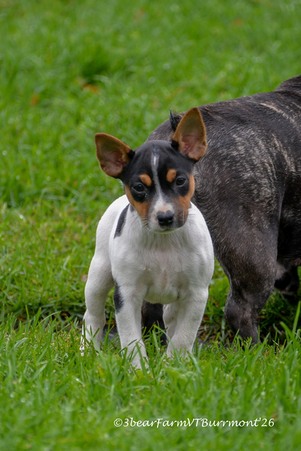 Dahlia-available