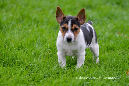 Enlarge photo 743