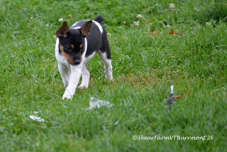 Enlarge photo 641