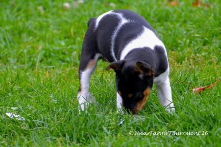Enlarge photo 638