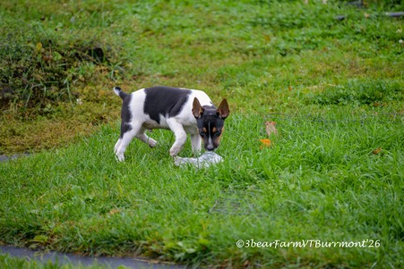 Enlarge photo 550
