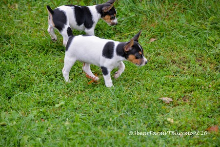 Enlarge photo 534