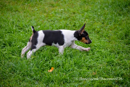 Enlarge photo 499