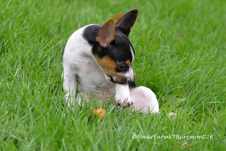 Enlarge photo 393