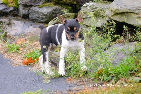 Enlarge photo 377