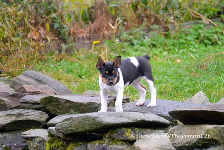 Enlarge photo 281