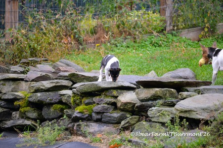 Enlarge photo 279
