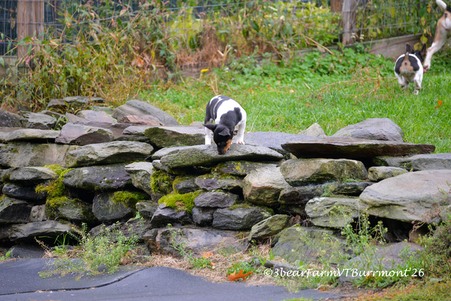 Enlarge photo 277