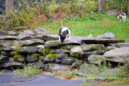 Enlarge photo 276