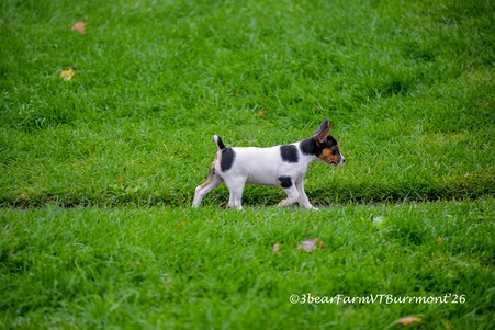 Enlarge photo 268