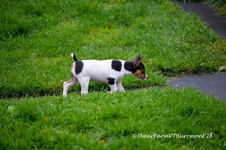 Enlarge photo 266
