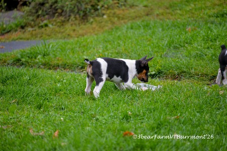 Enlarge photo 244