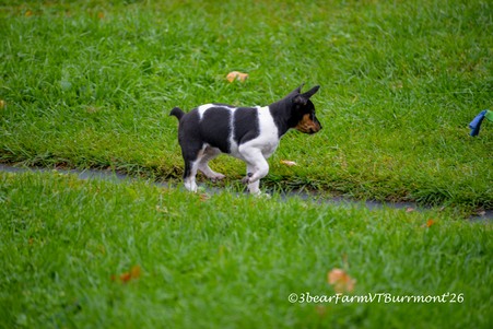 Enlarge photo 243