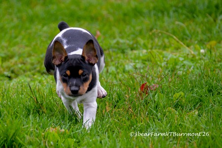 Enlarge photo 106