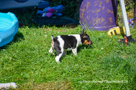 Enlarge photo 379