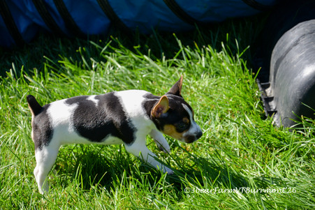Enlarge photo 335