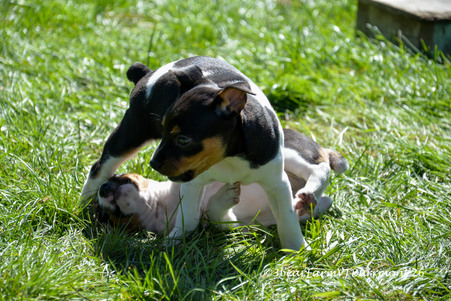 Enlarge photo 84