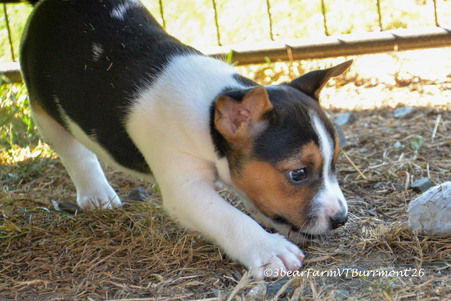 MAe’s pups 5to 6 weeks