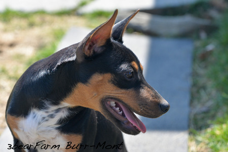 Enlarge photo 133