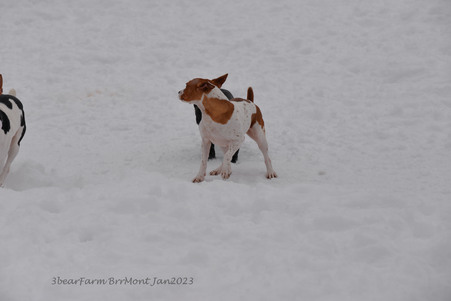 Enlarge photo 438