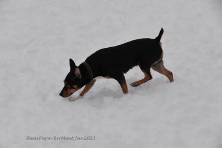 Enlarge photo 431