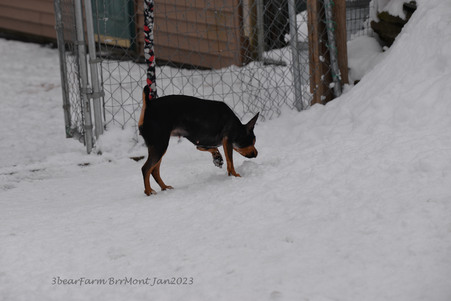 Enlarge photo 425