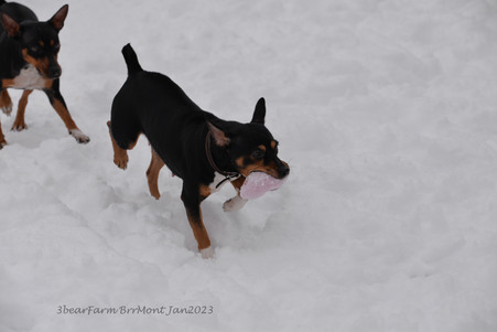 Enlarge photo 398