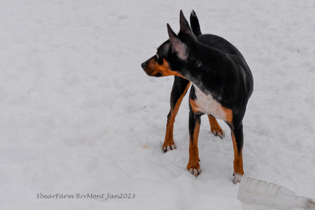 Enlarge photo 391