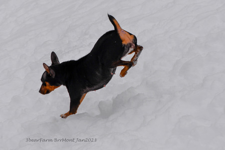 Enlarge photo 388