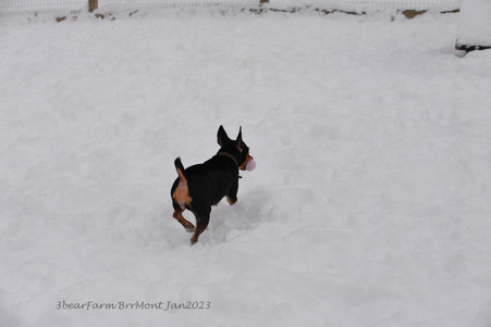 Enlarge photo 386