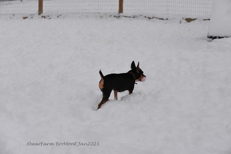 Enlarge photo 385
