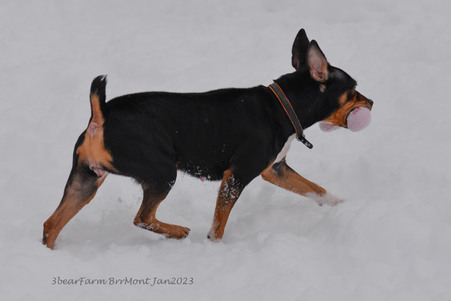Enlarge photo 384