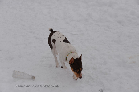 Enlarge photo 383