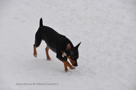Enlarge photo 379