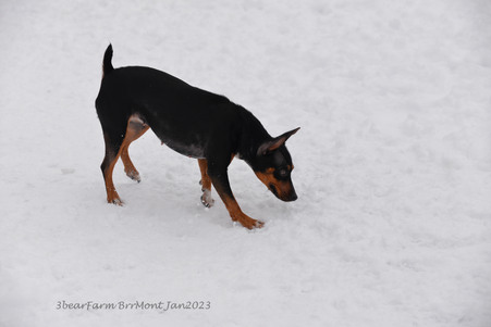 Enlarge photo 377
