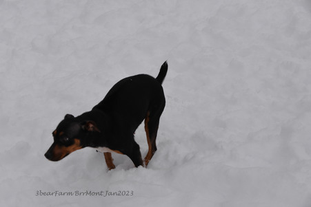 Enlarge photo 372