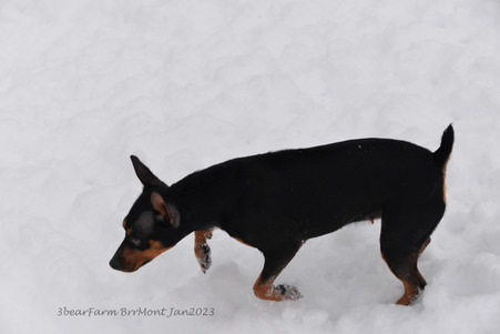 Enlarge photo 371