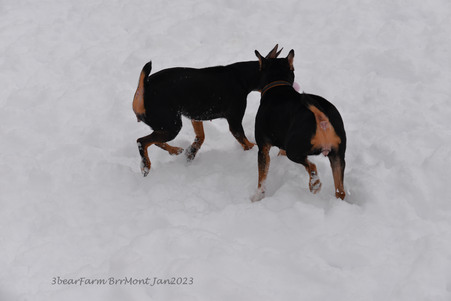 Enlarge photo 361