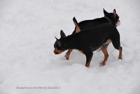 Enlarge photo 355