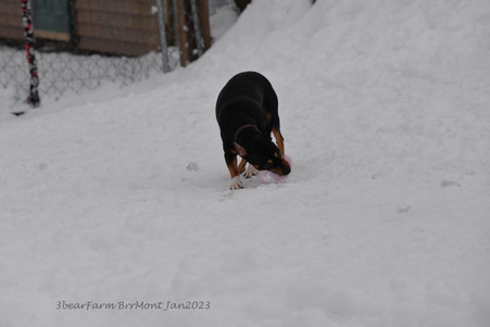 Enlarge photo 348