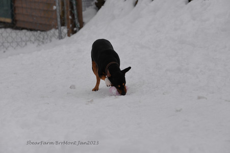 Enlarge photo 347