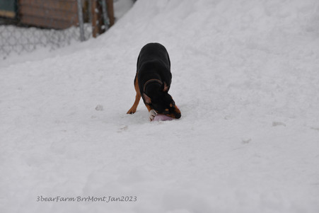 Enlarge photo 346